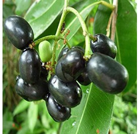 Jamun Plant 